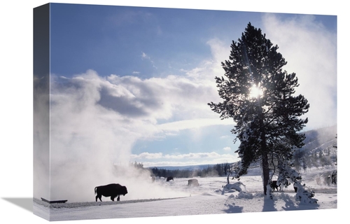 Global Gallery GCS-396555-1216-142 12 x 16 in. American Bison in Winte