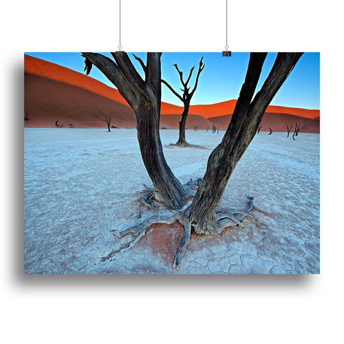 Ancient Trees In The Vlei Canvas Print or Poster