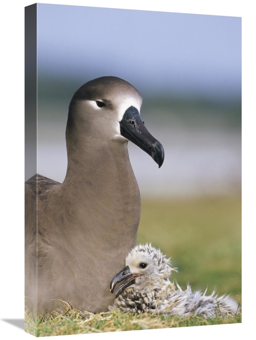 16 x 24 in. Black-Footed Albatross Guarding Young Chick, Midway At