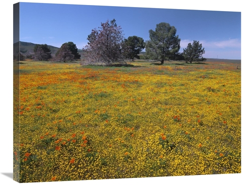 24 x 32 in. California Poppy & Eriophyllum Flowers in Field, Antel