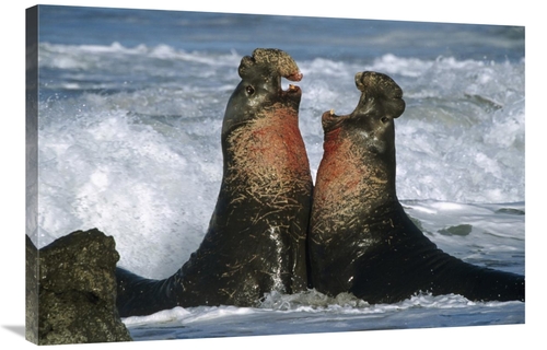 Global Gallery GCS-396459-2436-142 24 x 36 in. Northern Elephant Seal 