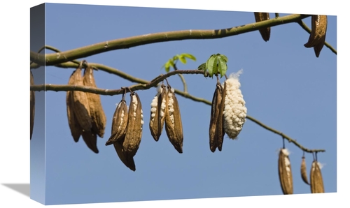 Global Gallery GCS-453622-1218-142 12 x 18 in. Kapok Ripe Fruits, 