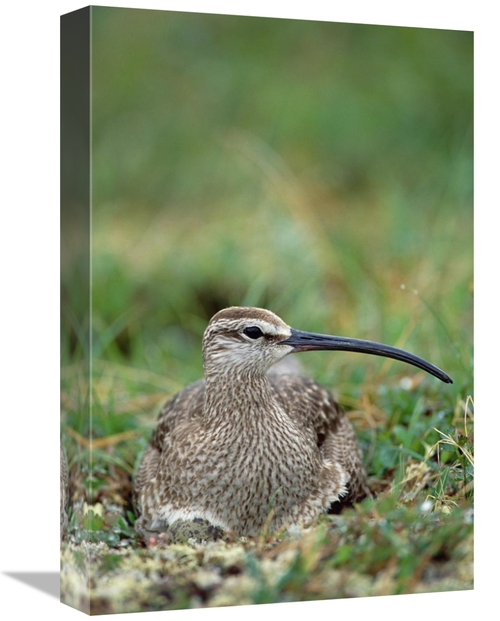 Global Gallery GCS-451909-1218-142 12 x 18 in. Whimbrel Nesting on Tun