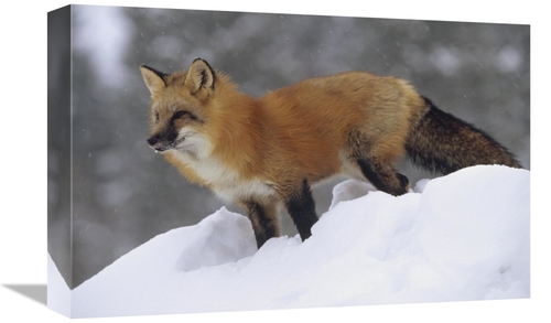 Global Gallery GCS-451962-1218-142 12 x 18 in. Red Fox Standing At the