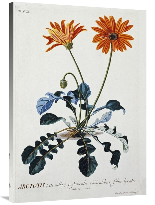 Global Gallery GCS-266267-40-142 40 in. African Daisy Art Print - Geor