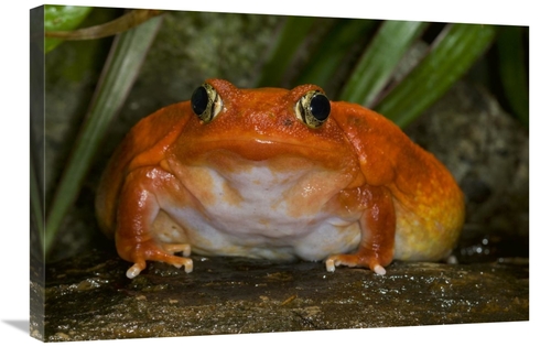 Global Gallery GCS-450919-2030-142 20 x 30 in. Tomato Frog Very Rare i