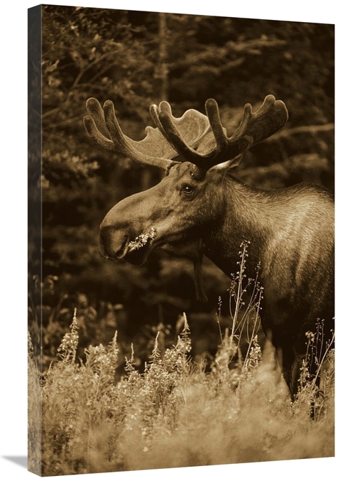 Global Gallery GCS-453677-2030-142 20 x 30 in. Alaska Moose Feeding on