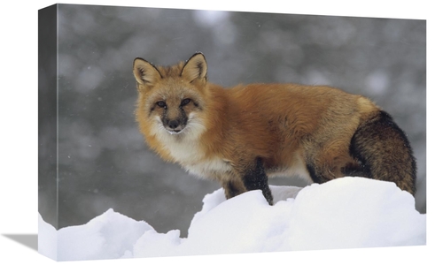 Global Gallery GCS-396347-1218-142 12 x 18 in. Red Fox Standing at the