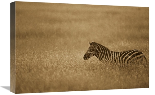 Global Gallery GCS-453713-1624-142 16 x 24 in. Burchells Zebra in Sava