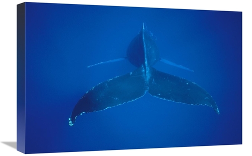 Global Gallery GCS-450577-1624-142 16 x 24 in. Humpback Whale VIew of 