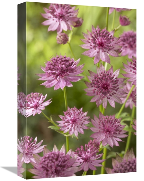 Global Gallery GCS-398382-1218-142 12 x 18 in. Greater Masterwort Roma