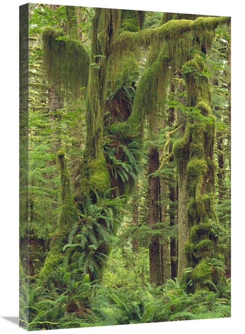 Global Gallery GCS-452875-2030-142 20 x 30 in. Temperate Rainforest