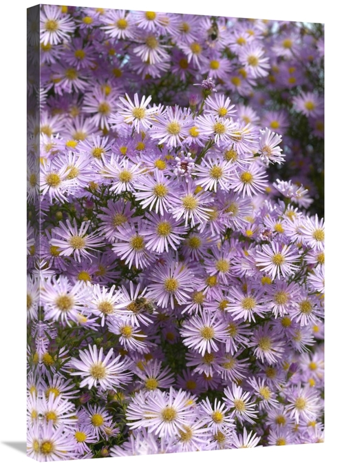 Global Gallery GCS-398357-2030-142 20 x 30 in. Aster Pink Star Variety