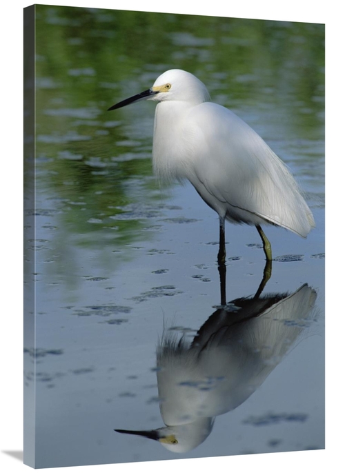 Global Gallery GCS-450954-2436-142 24 x 36 in. Snowy Egret Wading Thro