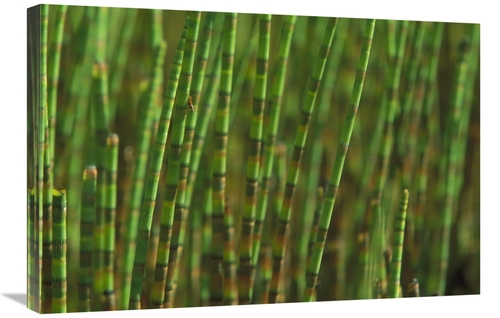 Global Gallery GCS-398550-2030-142 20 x 30 in. Horsetail Stand in A Sw