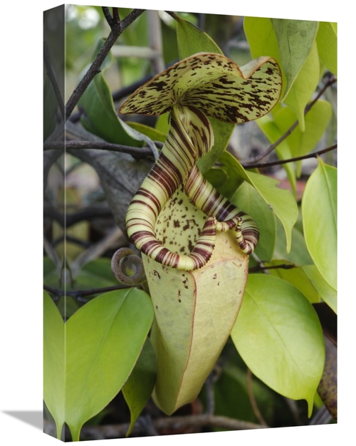 Global Gallery GCS-397552-1218-142 12 x 18 in. Pitcher Plant Pitcher&#