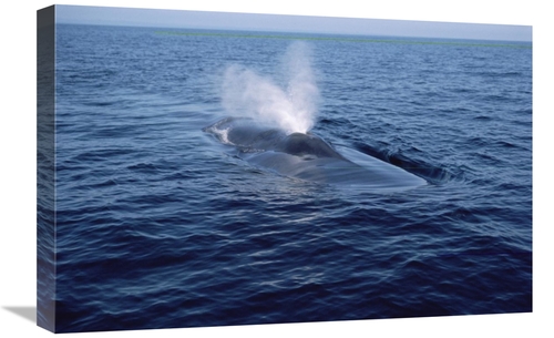 Global Gallery GCS-450603-1624-142 16 x 24 in. Blue Whale Spouting&#44