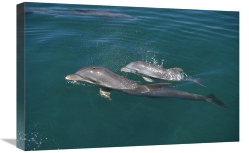 Global Gallery GCS-452431-1624-142 16 x 24 in. Bottlenose Dolphin with