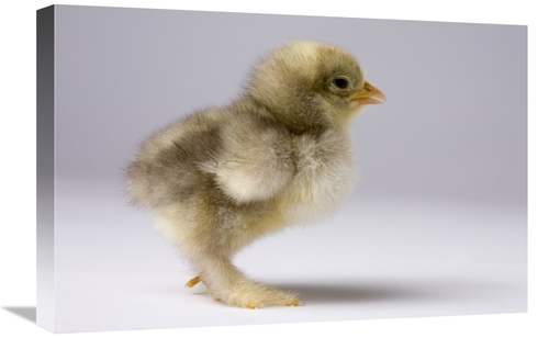 Global Gallery GCS-395715-1624-142 16 x 24 in. Domestic Chicken, B