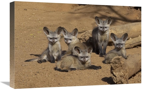 Global Gallery GCS-450908-1624-142 16 x 24 in. Bat-Eared Fox Group of 