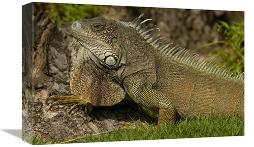 Global Gallery GCS-453068-1218-142 12 x 18 in. Green Iguana Side VIew&