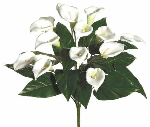 Calla Lily Bush x14 - White - Qty of 6