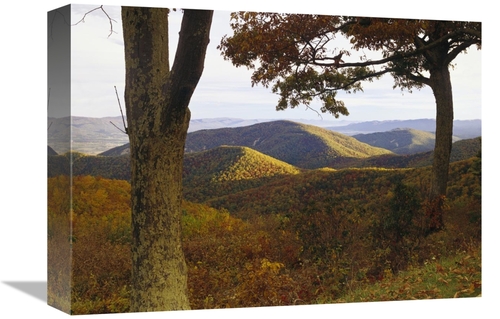 Global Gallery GCS-452017-1216-142 12 x 16 in. Autumn Forest At Brown 