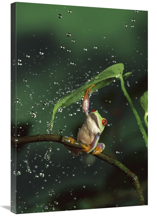 Global Gallery GCS-395717-2436-142 24 x 36 in. Red-Eyed Tree Frog in R