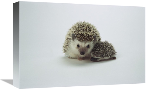 Global Gallery GCS-450843-1218-142 12 x 18 in. African Hedgehog Mother