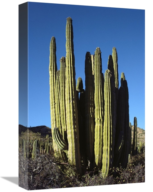 Global Gallery GCS-451713-1218-142 12 x 18 in. Cardon Cacti, Santa