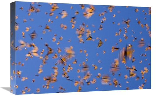 Global Gallery GCS-395344-1624-142 16 x 24 in. Monarch Butterflies Fly