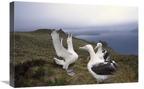 Global Gallery GCS-451607-1624-142 16 x 24 in. Southern Royal Albatros