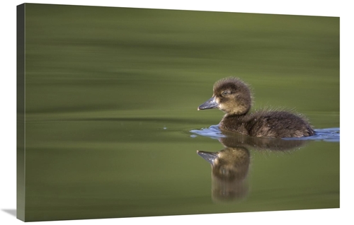 Global Gallery GCS-397494-2436-142 24 x 36 in. Tufted Duck Young, 