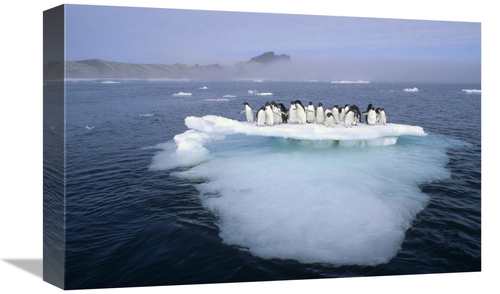 Global Gallery GCS-395661-1218-142 12 x 18 in. Adelie Penguin Group Cr