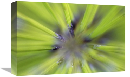 Global Gallery GCS-395568-1218-142 12 x 18 in. Giant Horsetail Ferndet