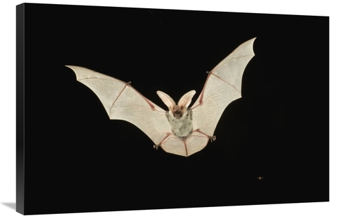 Global Gallery GCS-395724-2436-142 24 x 36 in. Spotted Bat Flying at N