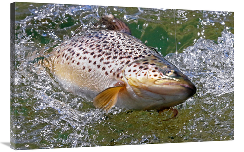 Global Gallery GCS-486577-40-142 40 in. Hooked Brown Trout Art Print -