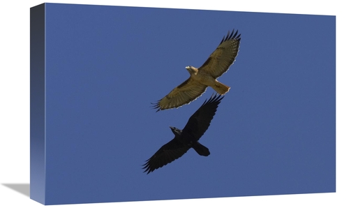 Global Gallery GCS-450886-1218-142 12 x 18 in. Red-Tailed Hawk & Commo