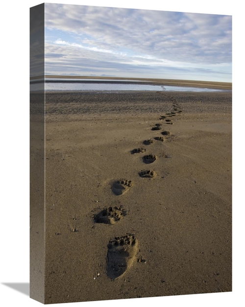 Global Gallery GCS-395301-1218-142 12 x 18 in. Grizzly Bear Tracks on 