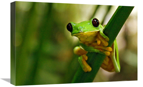 Global Gallery GCS-486636-22-142 22 in. Hang On Art Print - Vic Schend