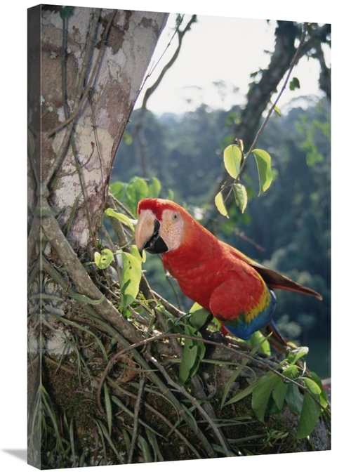 Global Gallery GCS-451533-2030-142 20 x 30 in. Scarlet Macaw Living in