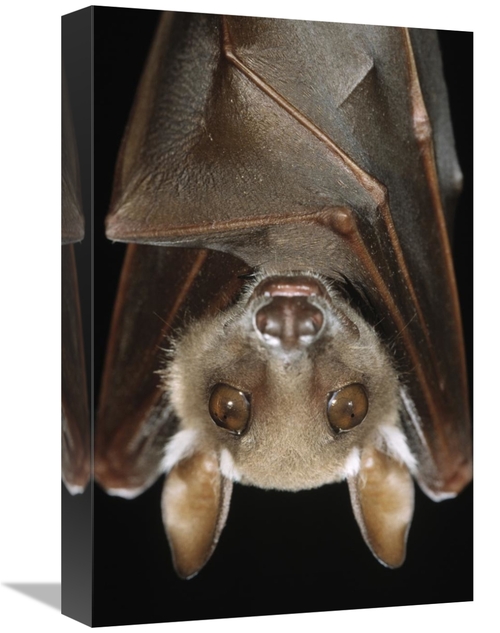 Global Gallery GCS-395306-1218-142 12 x 18 in. Buettikofers Epauletted