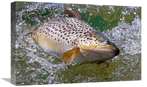 Global Gallery GCS-486577-22-142 22 in. Hooked Brown Trout Art Print -