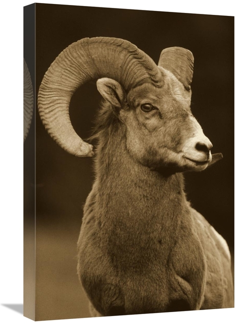 Global Gallery GCS-450507-1824-142 18 x 24 in. Bighorn Sheep Male Port