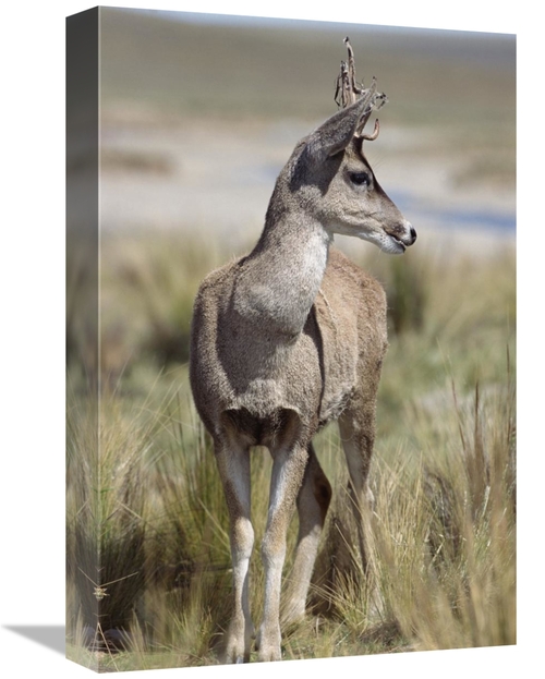 Global Gallery GCS-451467-1218-142 12 x 18 in. North Andean Huemul Buc