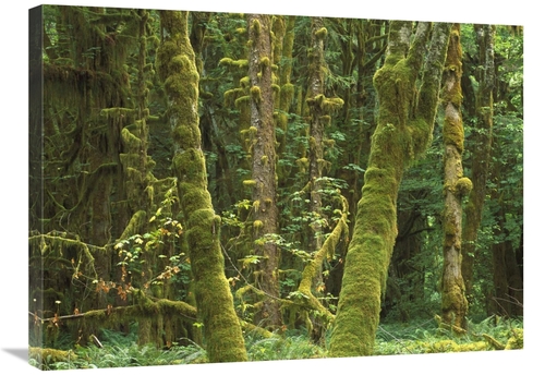 Global Gallery GCS-452005-2432-142 24 x 32 in. Maple Glade, Quinau