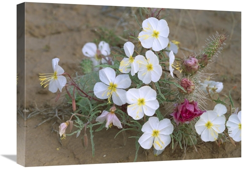 Global Gallery GCS-452073-1824-142 18 x 24 in. Evening Primrose with G