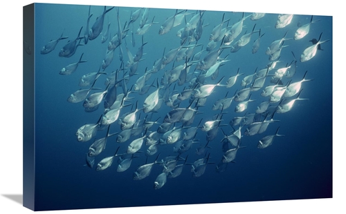 Global Gallery GCS-451754-1624-142 16 x 24 in. Steel Pompano Schooling