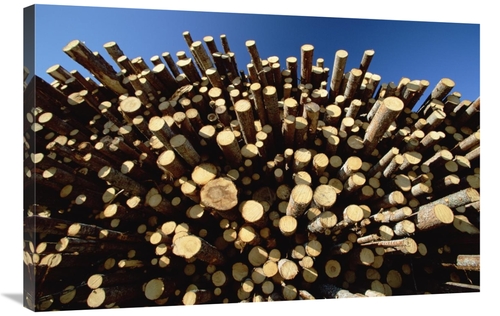 Global Gallery GCS-398506-2436-142 24 x 36 in. Pile of Harvested Pine 