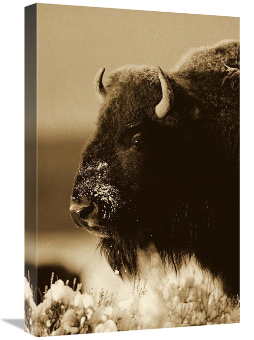 Global Gallery GCS-453683-1624-142 16 x 24 in. American Bison Portrait